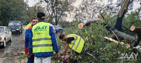 Yevlax-Zaqatala-Gürcüstan ilə dövlət sərhədi avtomobil yoluna aşan ağaclar kənarlaşdırılıb MƏLUMAT