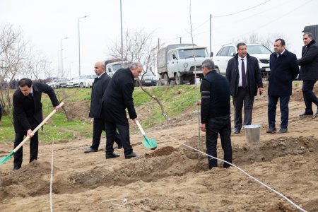 Salyanda"Yaşıl dünya naminə həmrəylik ili" çərçivəsində ağacəkmə aksiyası keçirilib