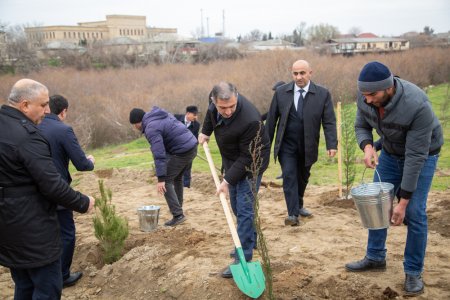 Salyanda"Yaşıl dünya naminə həmrəylik ili" çərçivəsində ağacəkmə aksiyası keçirilib