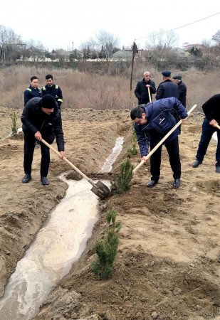 Salyanda"Yaşıl dünya naminə həmrəylik ili" çərçivəsində ağacəkmə aksiyası keçirilib