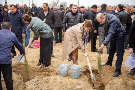 Salyanda"Yaşıl dünya naminə həmrəylik ili" çərçivəsində ağacəkmə aksiyası keçirilib