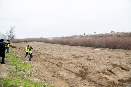 Salyanda"Yaşıl dünya naminə həmrəylik ili" çərçivəsində ağacəkmə aksiyası keçirilib