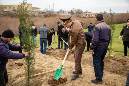 Salyanda"Yaşıl dünya naminə həmrəylik ili" çərçivəsində ağacəkmə aksiyası keçirilib