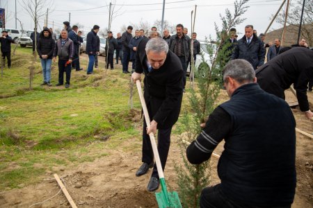 Salyanda"Yaşıl dünya naminə həmrəylik ili" çərçivəsində ağacəkmə aksiyası keçirilib