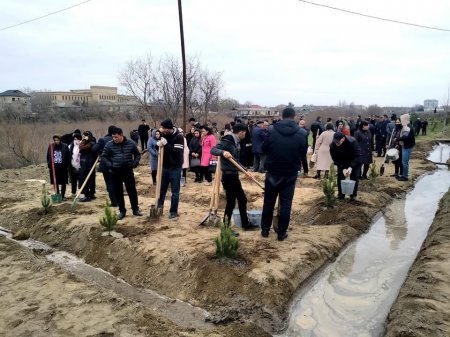 Salyanda"Yaşıl dünya naminə həmrəylik ili" çərçivəsində ağacəkmə aksiyası keçirilib