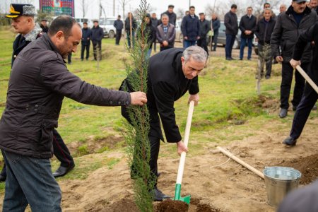 Salyanda"Yaşıl dünya naminə həmrəylik ili" çərçivəsində ağacəkmə aksiyası keçirilib