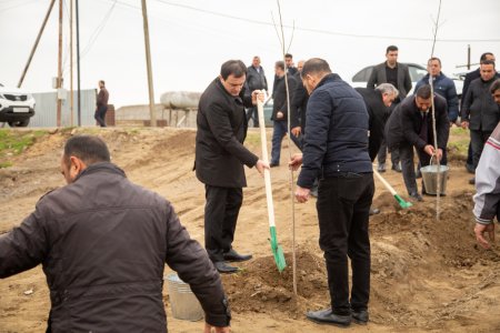 Salyanda"Yaşıl dünya naminə həmrəylik ili" çərçivəsində ağacəkmə aksiyası keçirilib